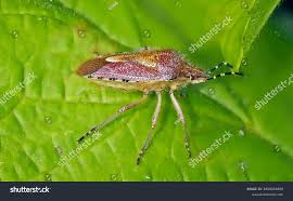 Attēlu rezultāti vaicājumam “Dolycoris baccarum”