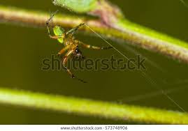 Attēlu rezultāti vaicājumam “Araniella male”