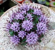 Attēlu rezultāti vaicājumam “Physarum ovisporum sessile”