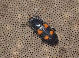 Attēlu rezultāti vaicājumam “Glischrochilus quadripunctatus imago”