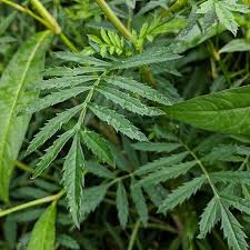 Attēlu rezultāti vaicājumam “Tagetes leaf”