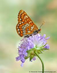 Attēlu rezultāti vaicājumam “Euphydryas maturna larva”