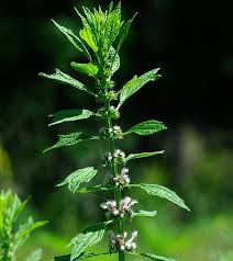 Image result for Leonurus cardiaca