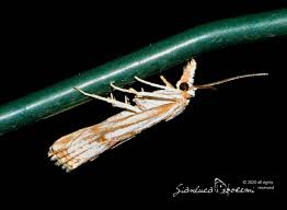 Attēlu rezultāti vaicājumam “Catoptria falsella”