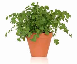 Image result for Koriander