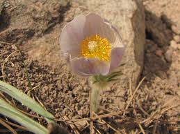 Attēlu rezultāti vaicājumam “Pulsatilla patens bud”