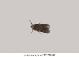 Attēlu rezultāti vaicājumam “Oecophoridae”