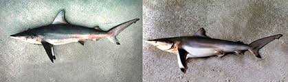 Image result for Carcharhinus isodon