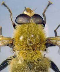 Attēlu rezultāti vaicājumam “Arctophila superbiens”