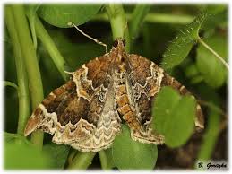 Attēlu rezultāti vaicājumam “Eulithis prunata”