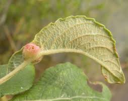 Attēlu rezultāti vaicājumam “Rabdophaga salicis”