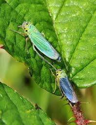 Attēlu rezultāti vaicājumam “Cicadella viridis female”