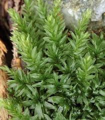 Attēlu rezultāti vaicājumam “Mnium hornum sporophyte”