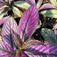 Attēlu rezultāti vaicājumam “Arcyria helvetica stalked”