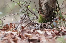 Attēlu rezultāti vaicājumam “Scolopax rusticola juvenile”