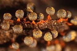 Attēlu rezultāti vaicājumam “Physarum bitectum”