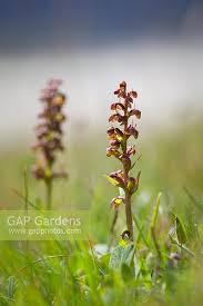 Attēlu rezultāti vaicājumam “Coeloglossum viride”