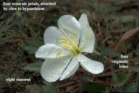 Attēlu rezultāti vaicājumam “Onagraceae”