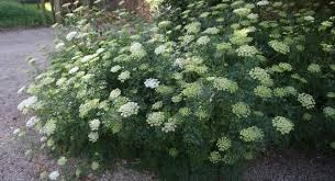 Attēlu rezultāti vaicājumam “Cenolophium denudatum leaf”