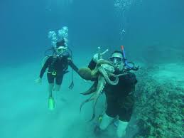 Image result for Worcester Divers Octopush Club