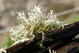 Attēlu rezultāti vaicājumam “Ramalina calicaris”