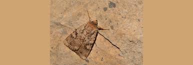 Attēlu rezultāti vaicājumam “Amphipyra”