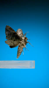 Attēlu rezultāti vaicājumam “Biston betularia”