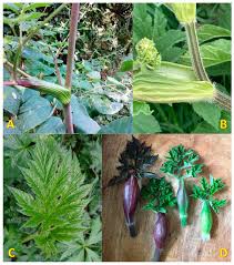 Attēlu rezultāti vaicājumam “Heracleum sphondylium subsp. sibiricum fruit”