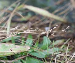 Attēlu rezultāti vaicājumam “Juncus compressus fruit”
