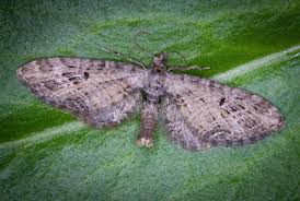 Attēlu rezultāti vaicājumam “Eupithecia exiguata”