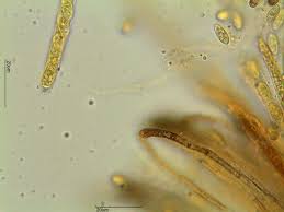 Attēlu rezultāti vaicājumam “Hymenoscyphus imberbis”