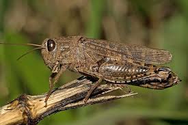 Attēlu rezultāti vaicājumam “Conardia compacta macro”