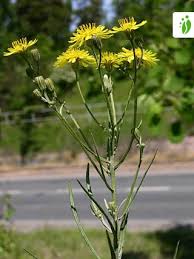 Attēlu rezultāti vaicājumam “Crepis tectorum fruit”