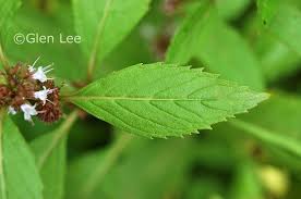 Attēlu rezultāti vaicājumam “Mentha arvensis leaf”