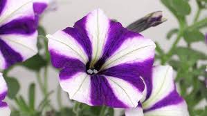 Image result for Petunie