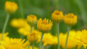 Image result for Färberkamille