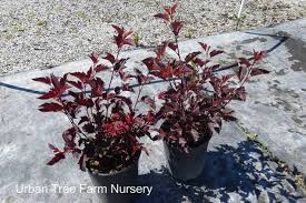 Attēlu rezultāti vaicājumam “Physocarpus opulifolius”