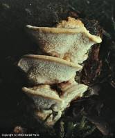 Attēlu rezultāti vaicājumam “Antrodiella serpula”