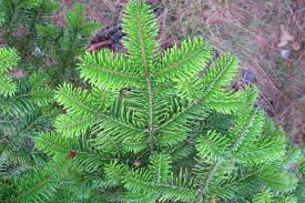 Attēlu rezultāti vaicājumam “Abies veitchii”