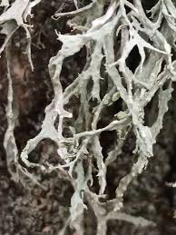 Attēlu rezultāti vaicājumam “Ramalina farinacea”