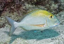 Image result for Calamus bajonado