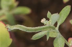 Attēlu rezultāti vaicājumam “Eupithecia sinuosaria”