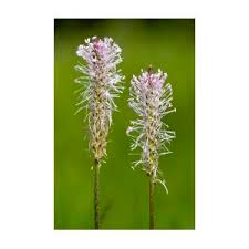 Attēlu rezultāti vaicājumam “Plantago media bud”