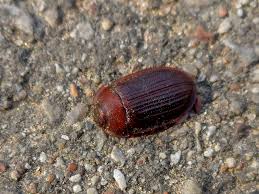 Attēlu rezultāti vaicājumam “Ostoma ferruginea”