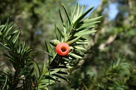 Attēlu rezultāti vaicājumam “Taxus baccata”