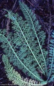 Attēlu rezultāti vaicājumam “Achillea millefolium leaf”