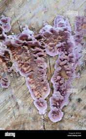 Attēlu rezultāti vaicājumam “Chondrostereum purpureum”