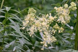 Attēlu rezultāti vaicājumam “Thalictrum lucidum flower”