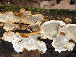 Attēlu rezultāti vaicājumam “Antrodia serialis”