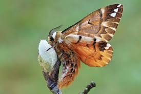 Attēlu rezultāti vaicājumam “Endromidae”